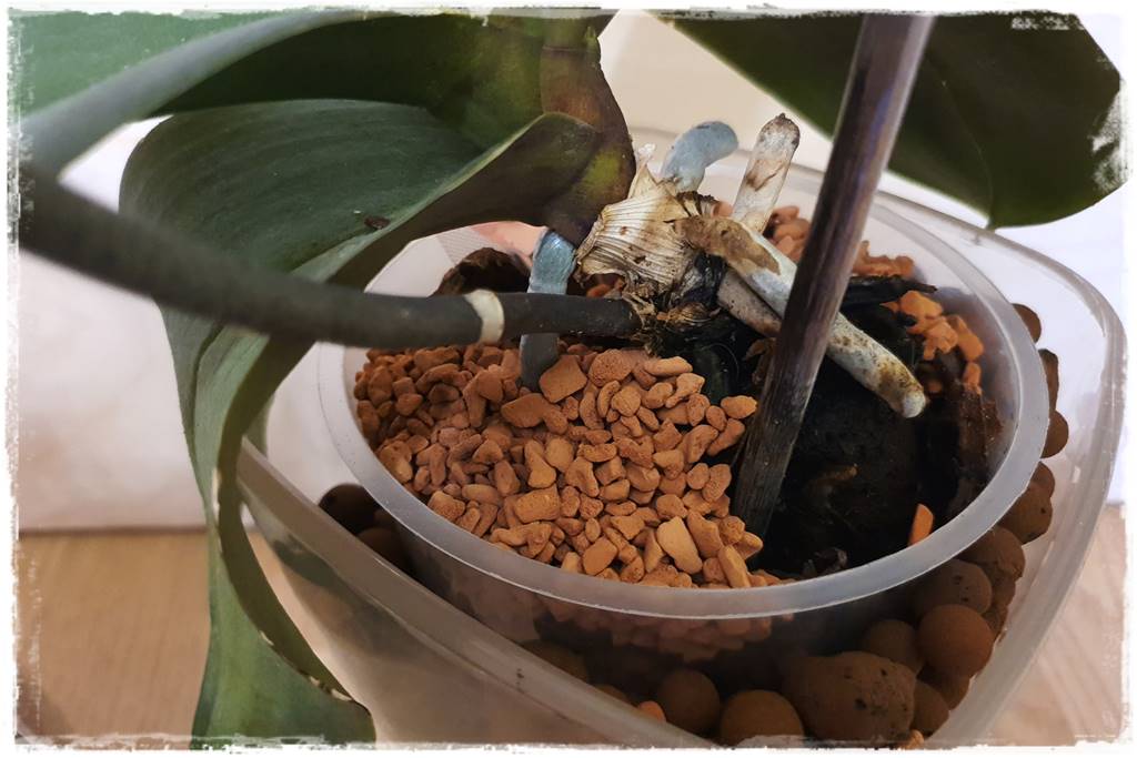 mineralne podłoża dla storczyków 7d mineralne podłoża dla storczyków 7d