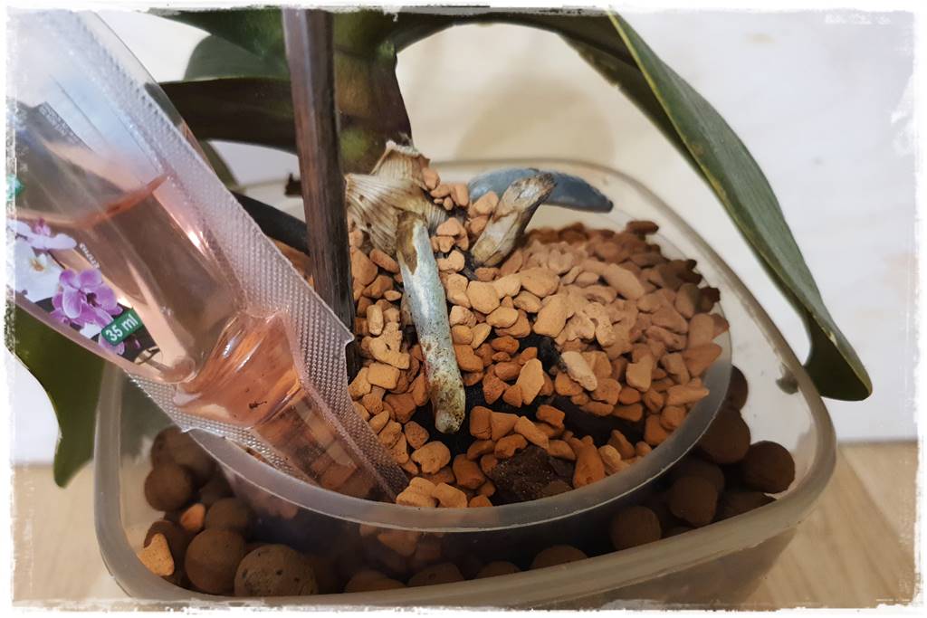 mineralne podłoża dla storczyków 7e mineralne podłoża dla storczyków 7e