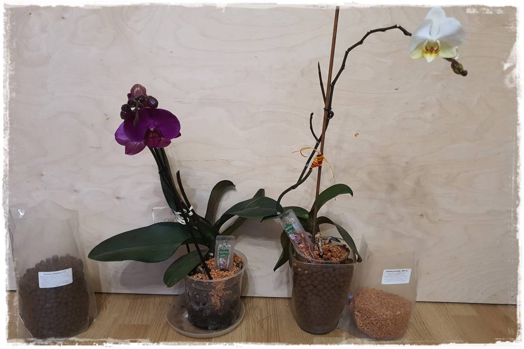 mineralne podłoża dla storczyków 8 mineralne podłoża dla storczyków 8