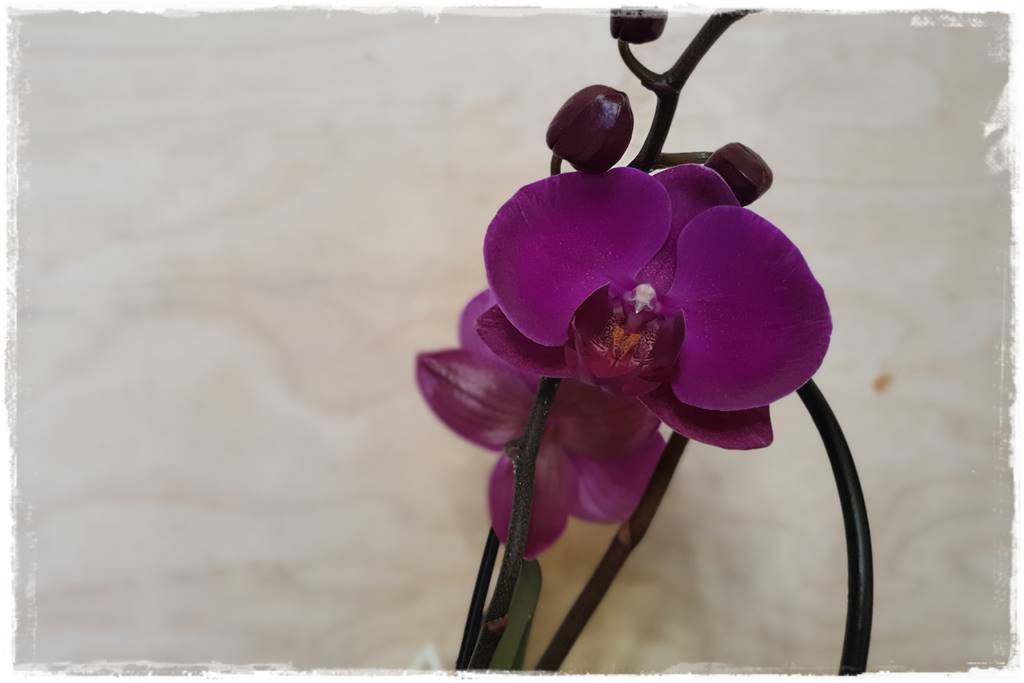 mineralne podłoża dla storczyków 9 mineralne podłoża dla storczyków 9