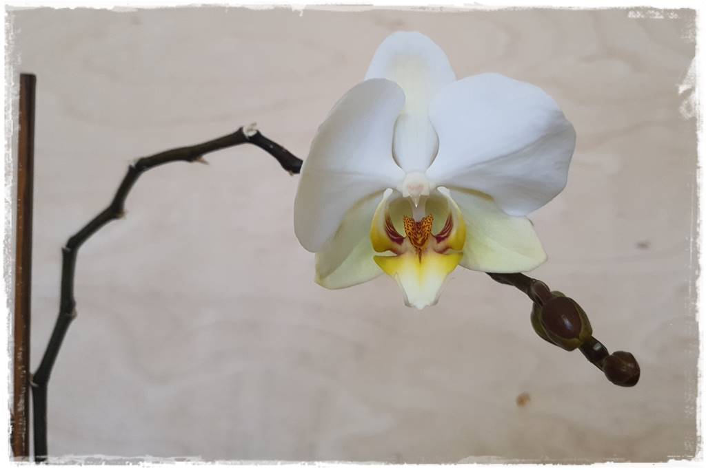 mineralne podłoża dla storczyków 9a mineralne podłoża dla storczyków 9a