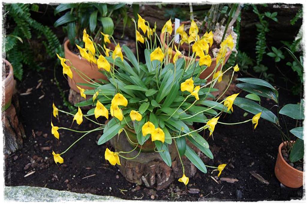 mineralne podłoża dla storczyków 9b mineralne podłoża dla storczyków 9b