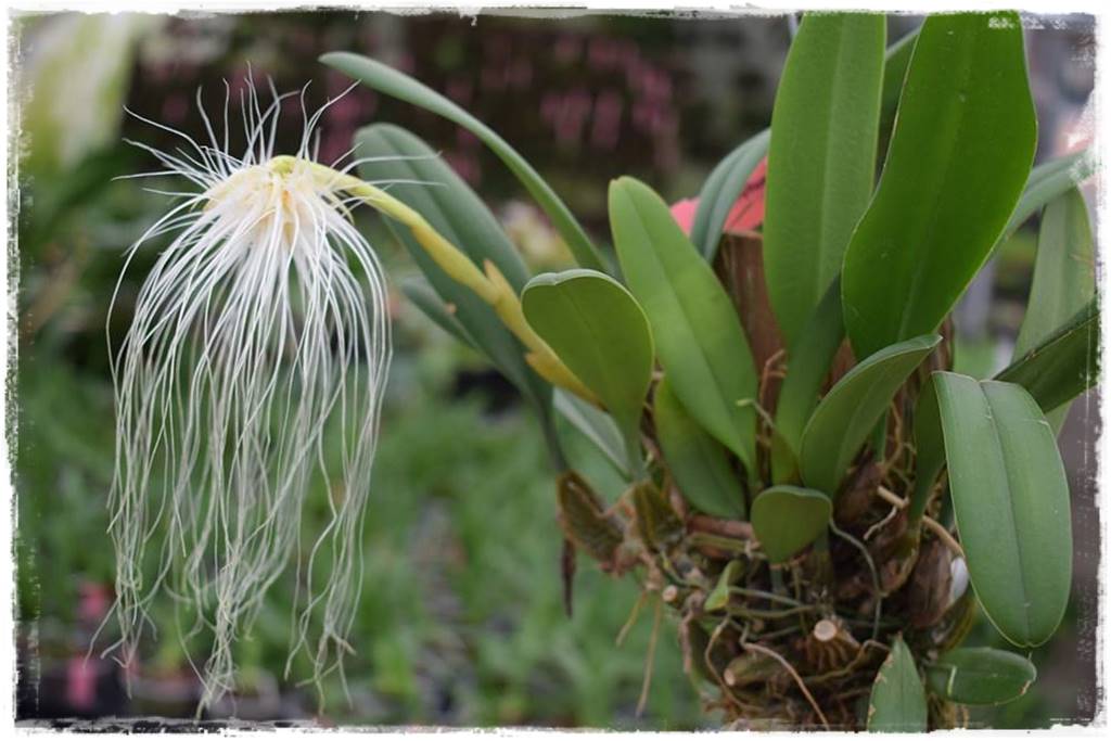 mineralne podłoża dla storczyków 9d mineralne podłoża dla storczyków 9d