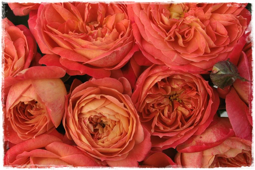 ogród romantyczny 10