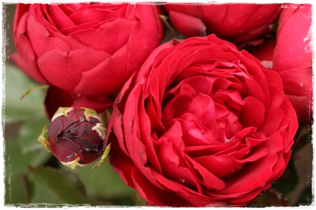 ogród romantyczny 11