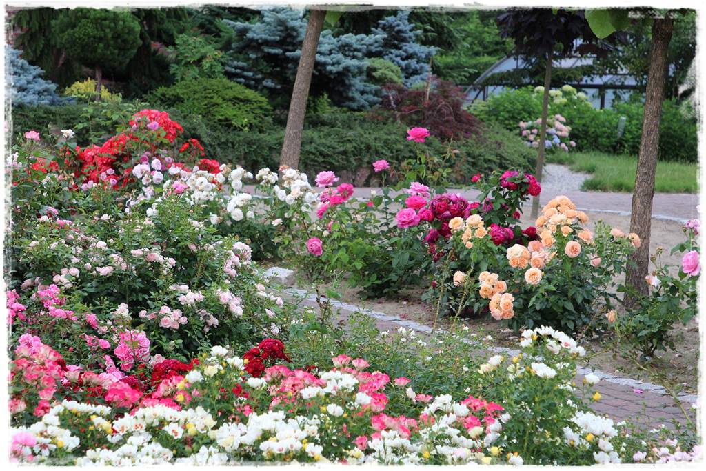 ogród romantyczny 12 ogród romantyczny 12
