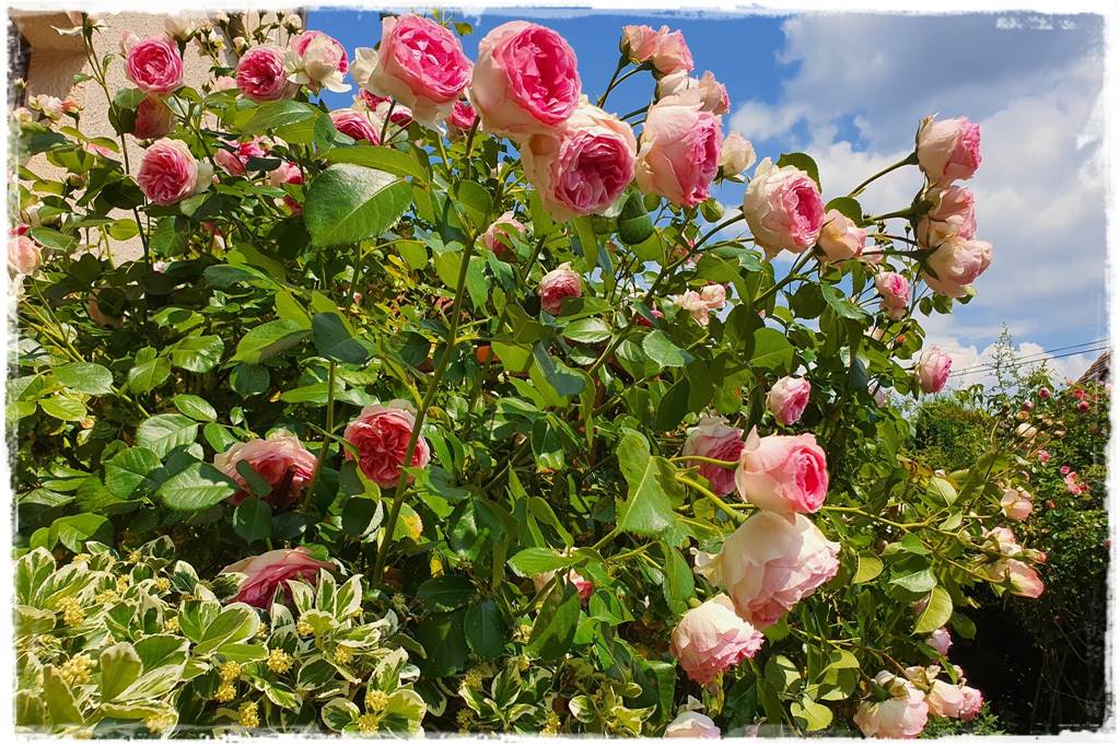 ogród romantyczny 12b ogród romantyczny 12b