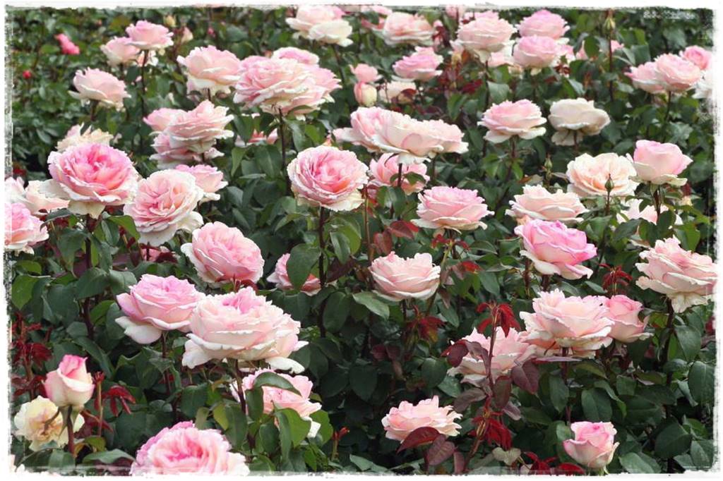 ogród romantyczny 13