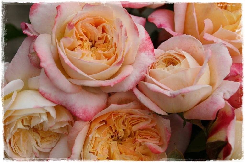 ogród romantyczny 14