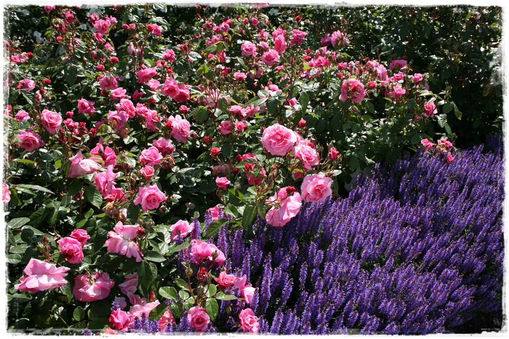 ogród romantyczny 15