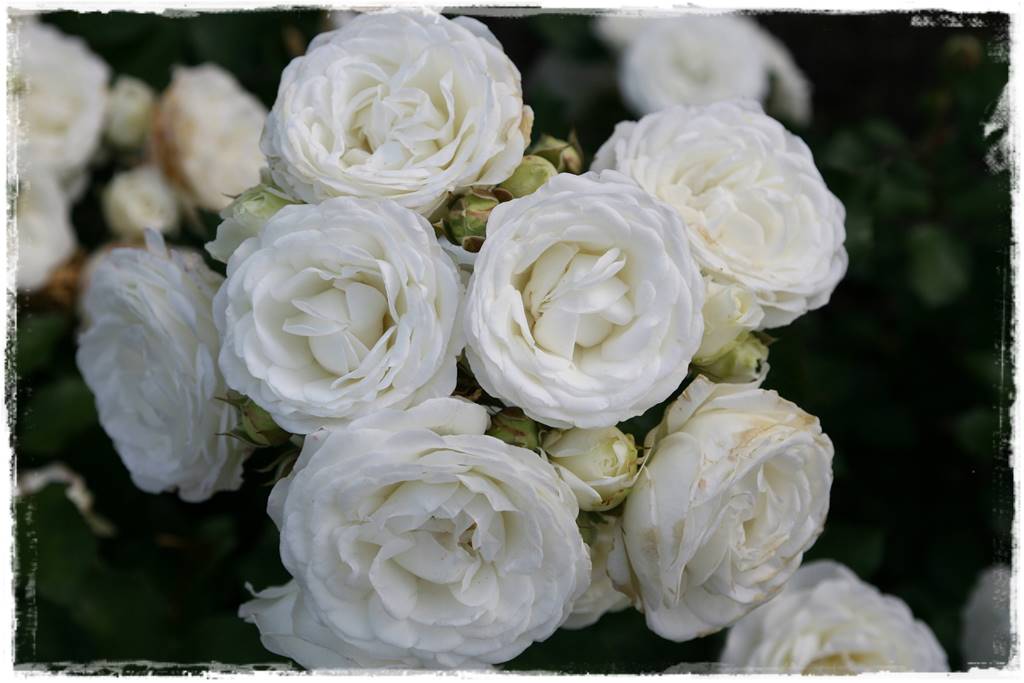 ogród romantyczny 17