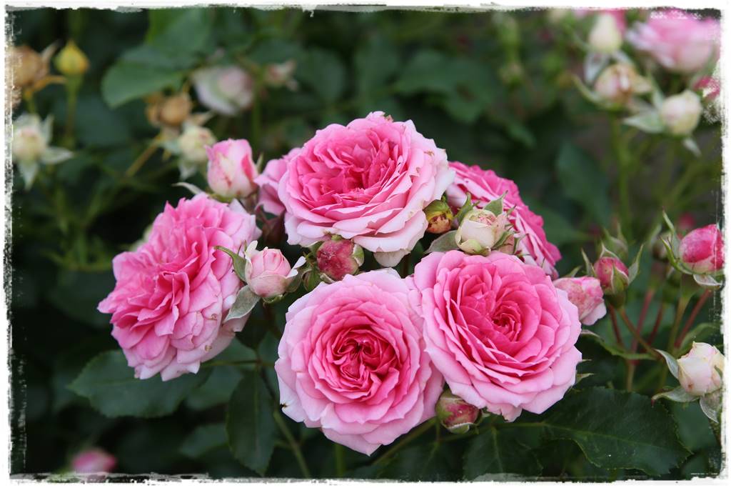 ogród romantyczny 18