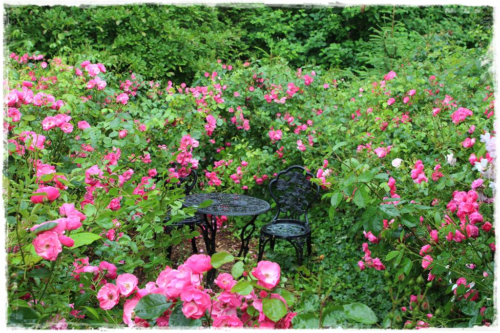 ogród romantyczny 1c ogród romantyczny 1c