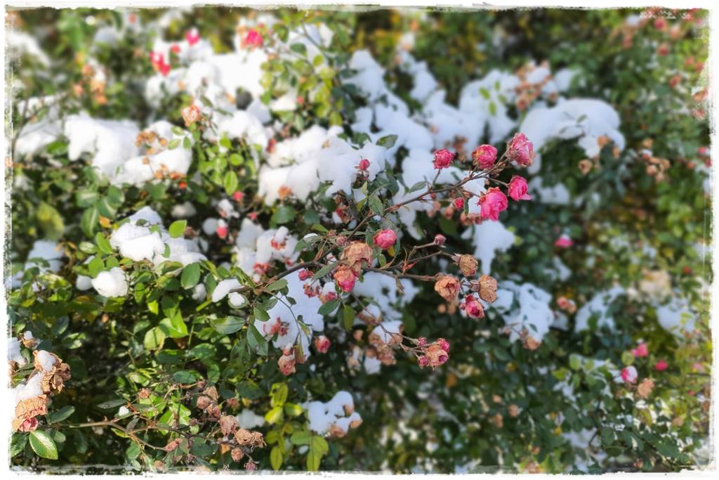 ogród romantyczny 20 ogród romantyczny 20