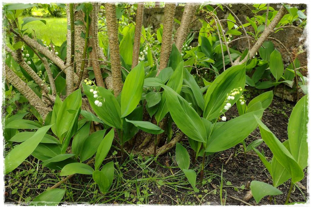 ogród romantyczny 22c ogród romantyczny 22c