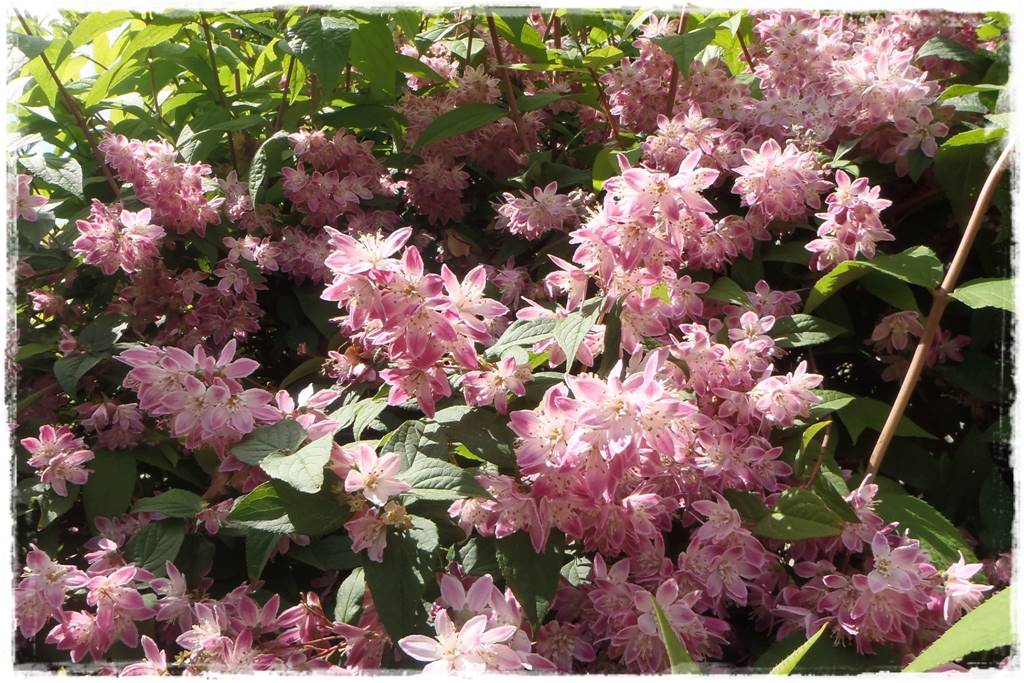 ogród romantyczny 24c ogród romantyczny 24c