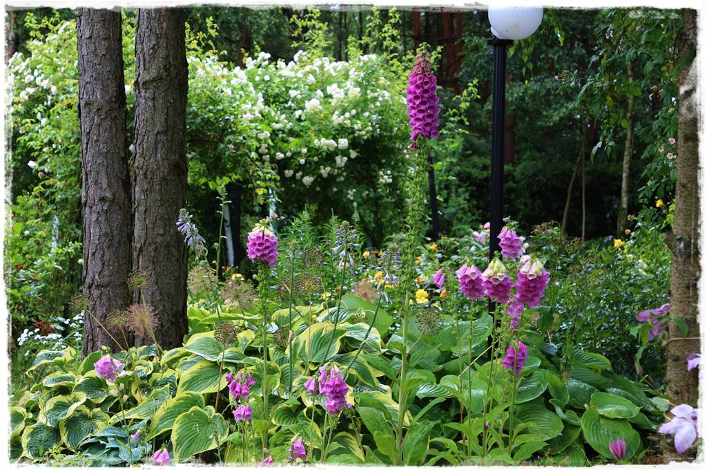 ogród romantyczny 24d ogród romantyczny 24d