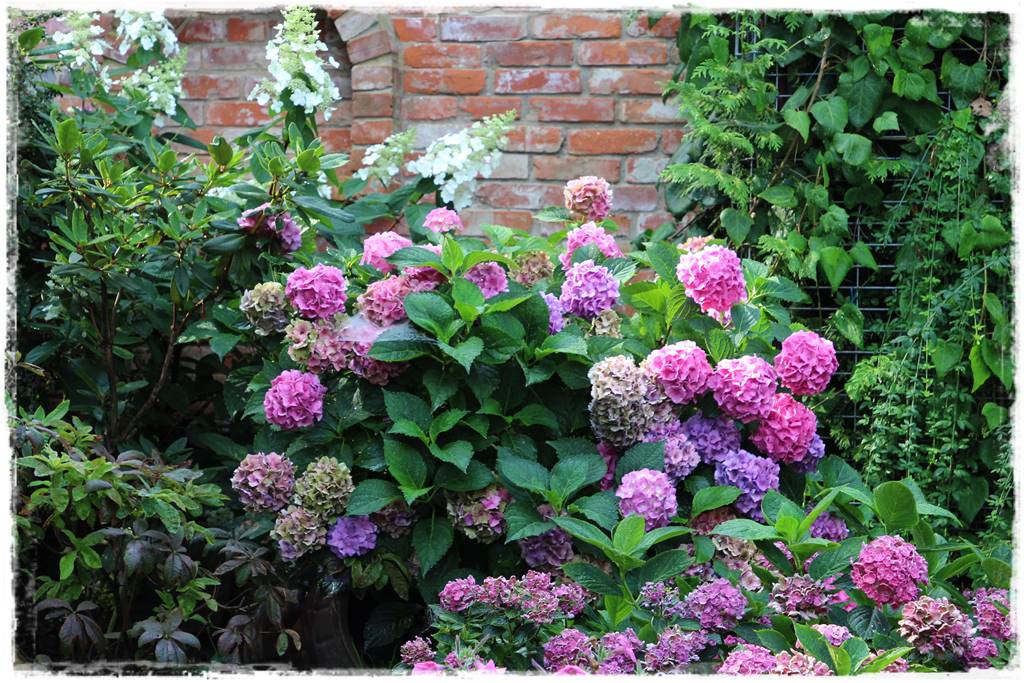 ogród romantyczny 26b ogród romantyczny 26b