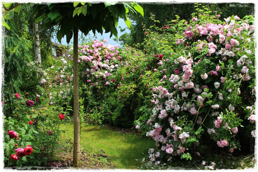 ogród romantyczny 4 ogród romantyczny 4