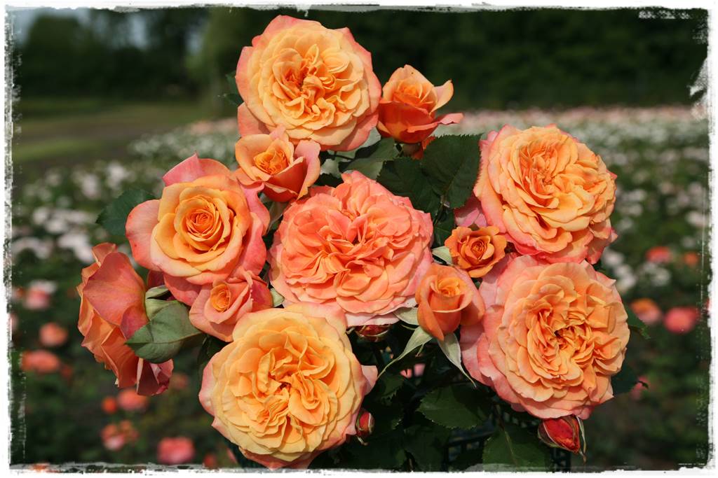 ogród romantyczny 5a