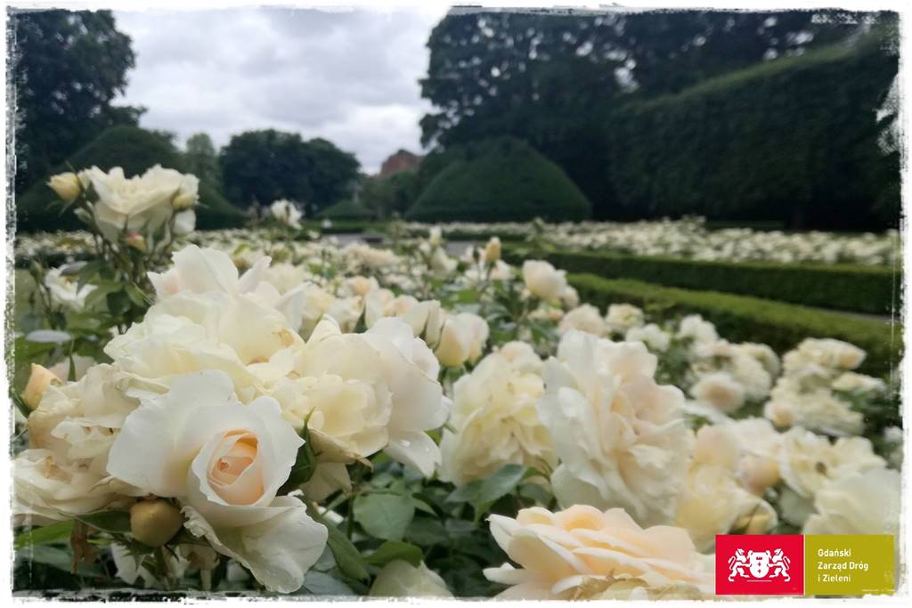 ogród romantyczny 6