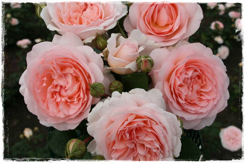 ogród romantyczny 7