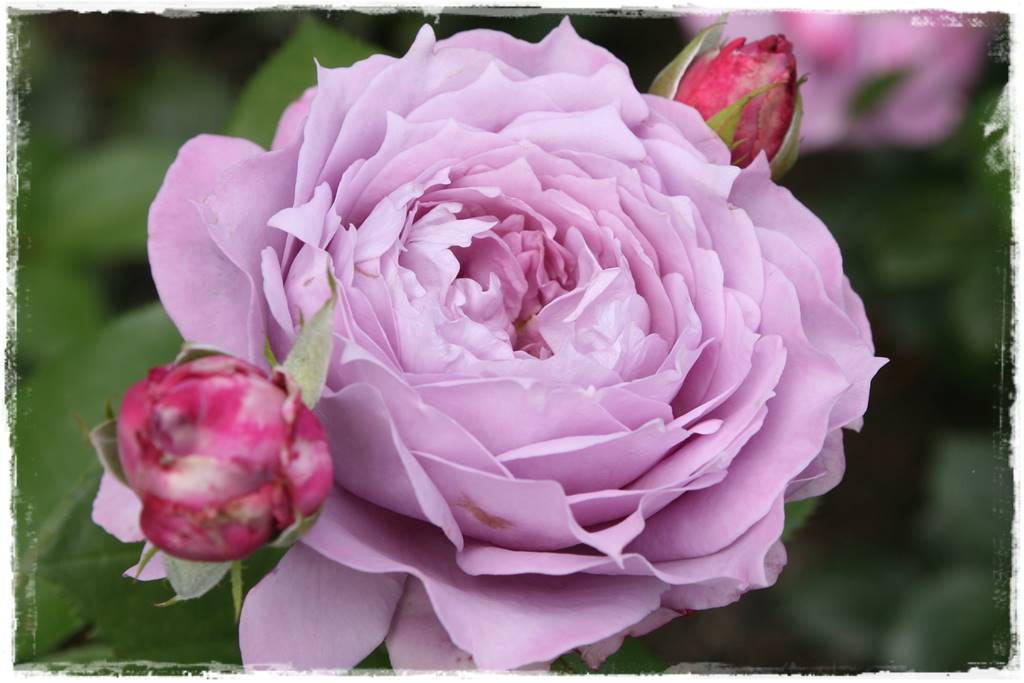 ogród romantyczny 8