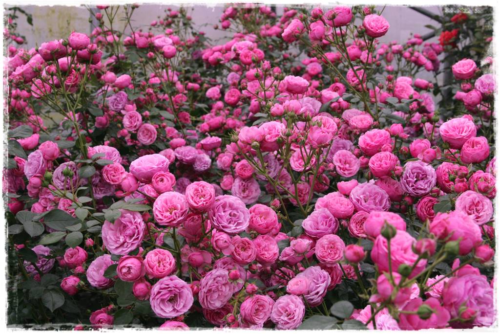 ogród romantyczny 9