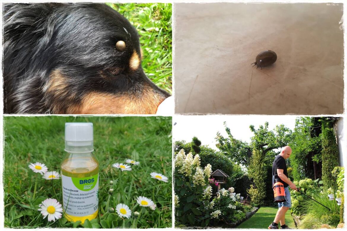 oprysk na kleszcze 0