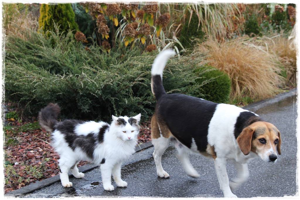 oprysk na kleszcze 18