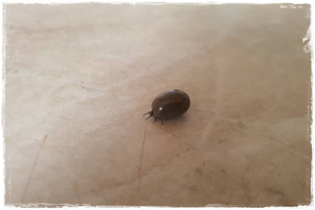 oprysk na kleszcze 1a