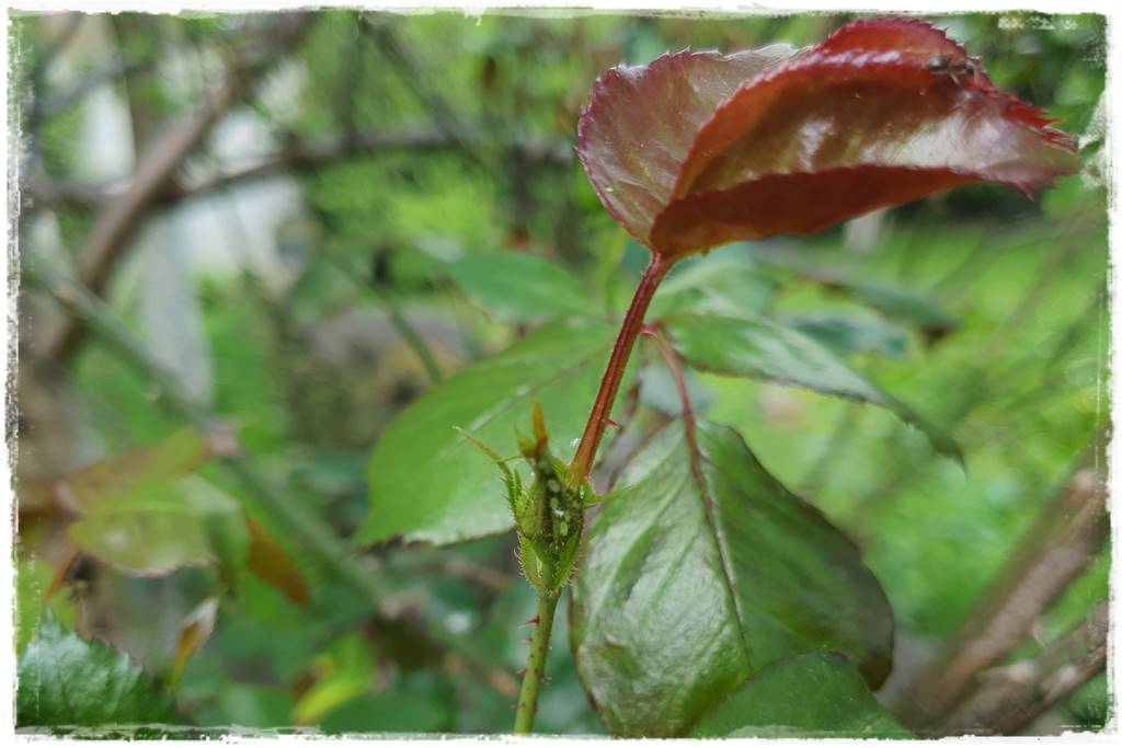 sposób na mszyce 13