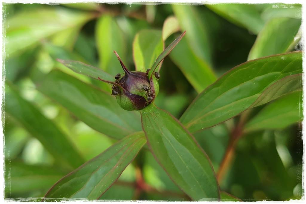 sposób na mszyce 17
