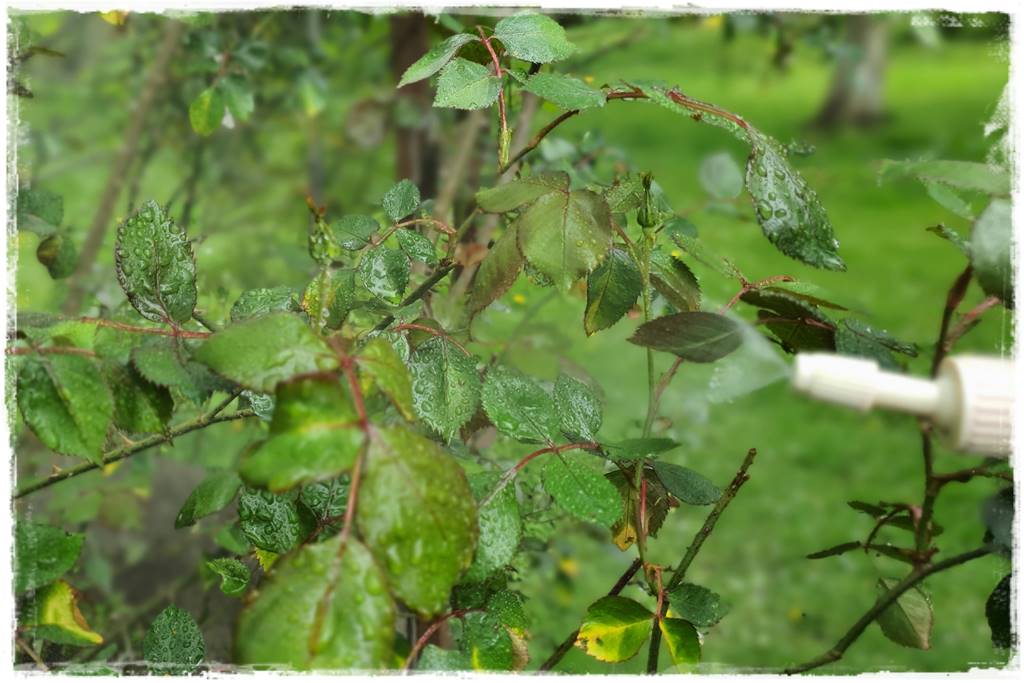 sposób na mszyce 28 sposób na mszyce 28