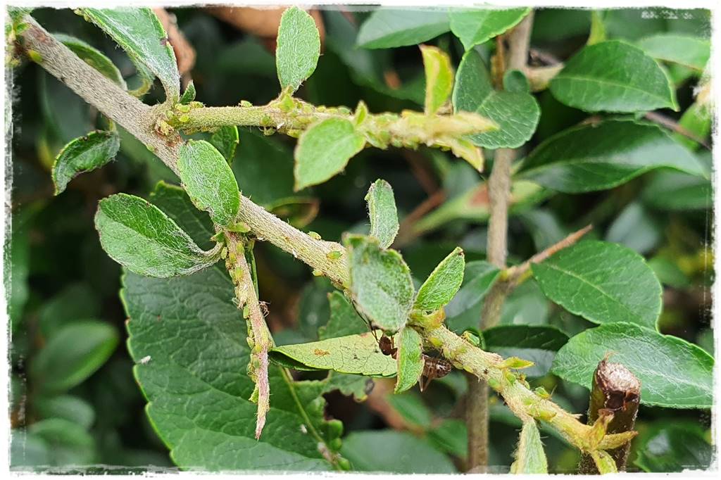 sposób na mszyce 3 sposób na mszyce 3