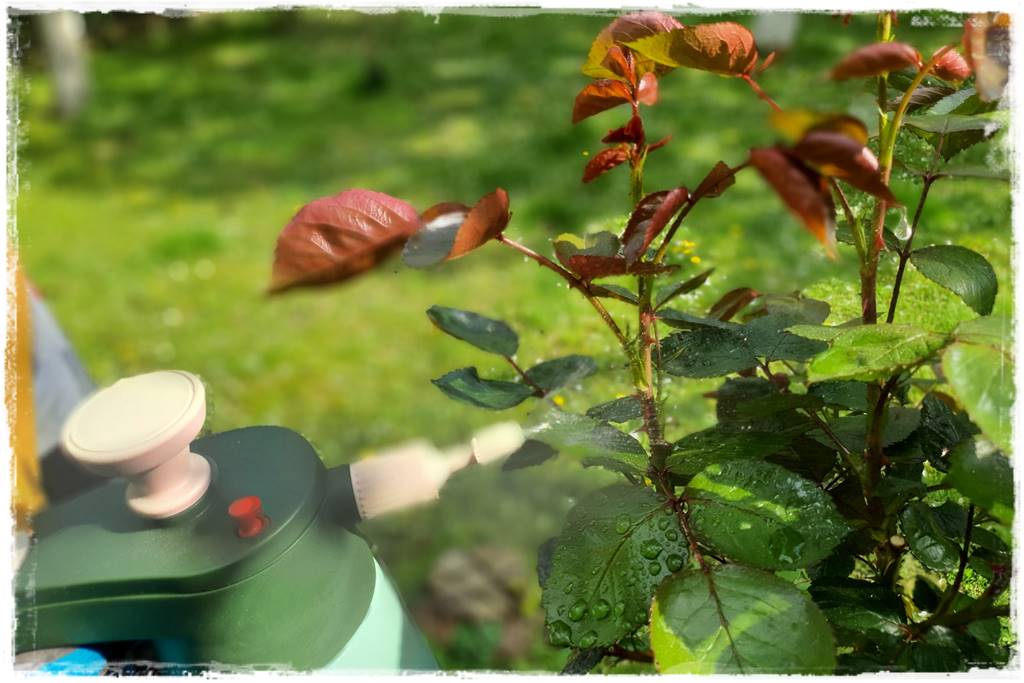 sposób na mszyce 30 sposób na mszyce 30