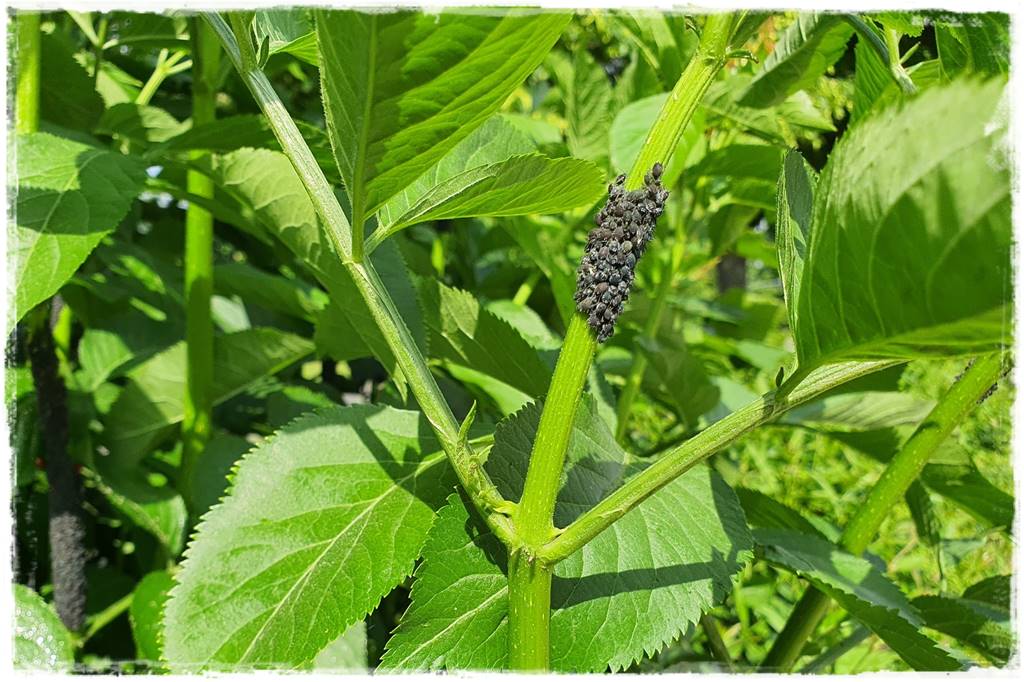 sposób na mszyce 4 sposób na mszyce 4