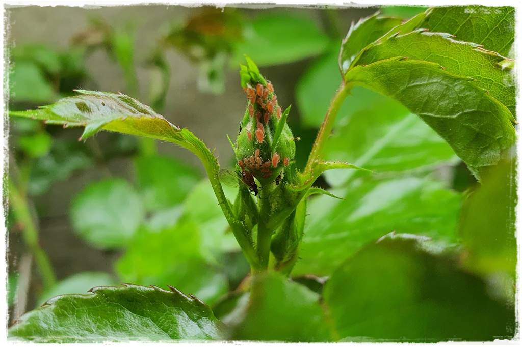 sposób na mszyce 5 sposób na mszyce 5