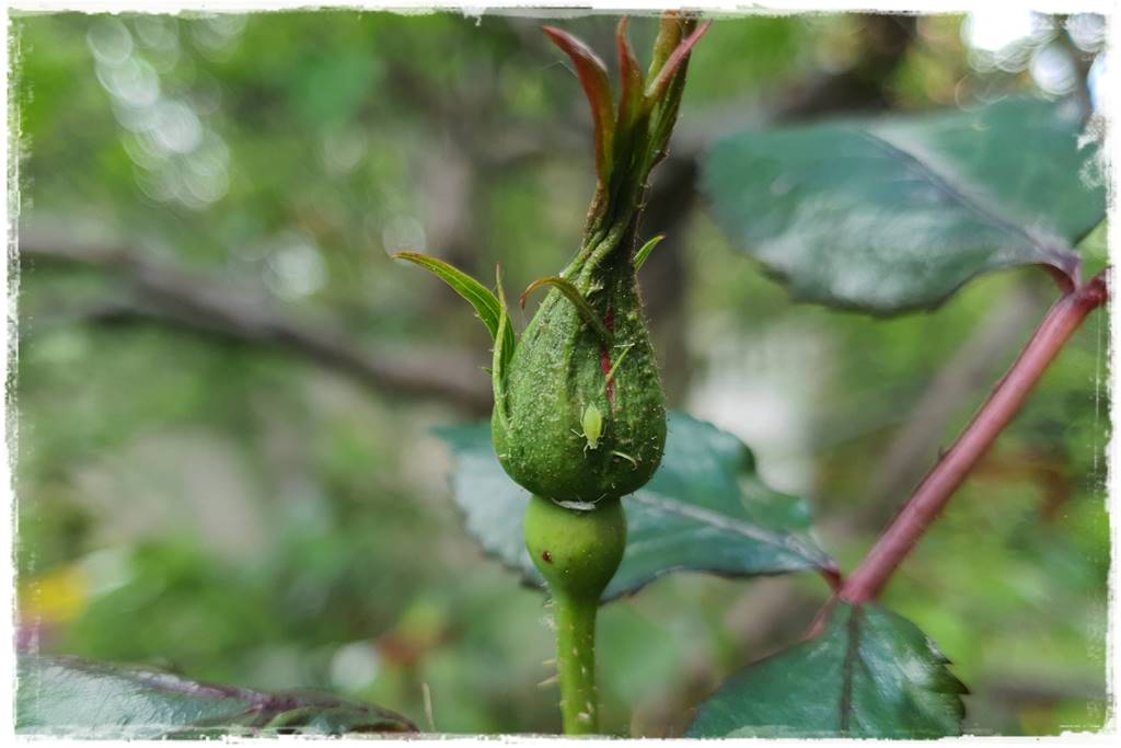 sposób na mszyce 6 sposób na mszyce 6