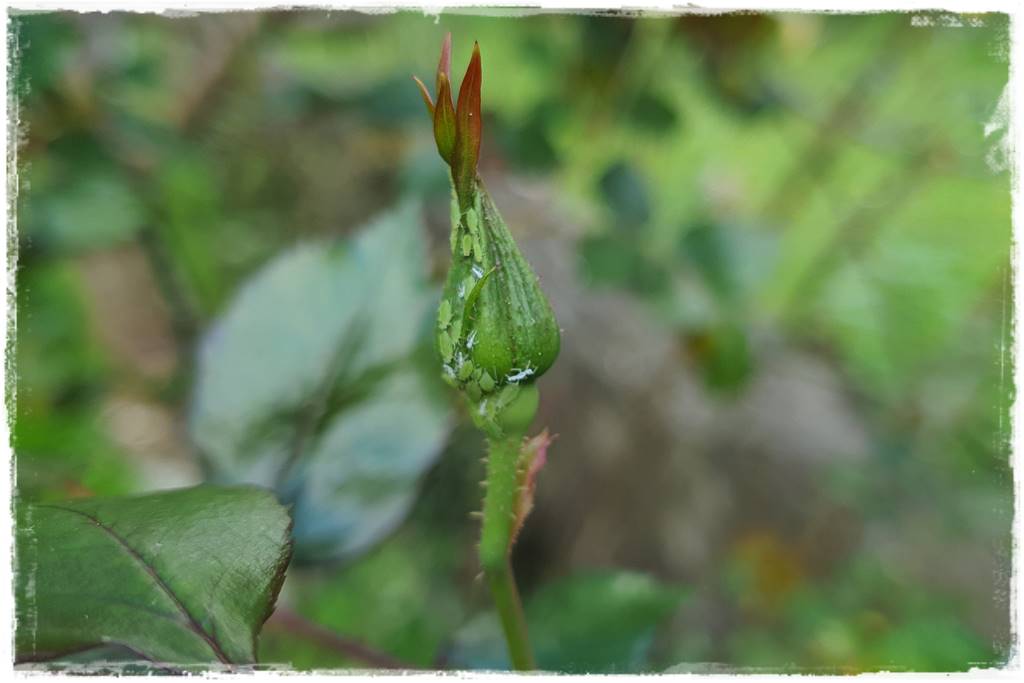 sposób na mszyce 7 sposób na mszyce 7