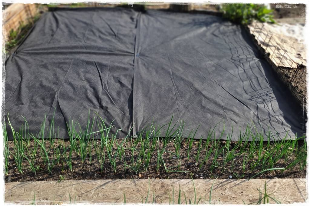 Agrowłóknina ściółkująca 23