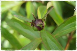 Jak pozbyć się mrówek 0