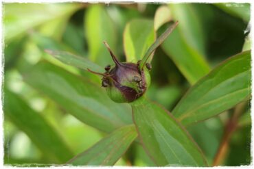 Jak pozbyć się mrówek 0