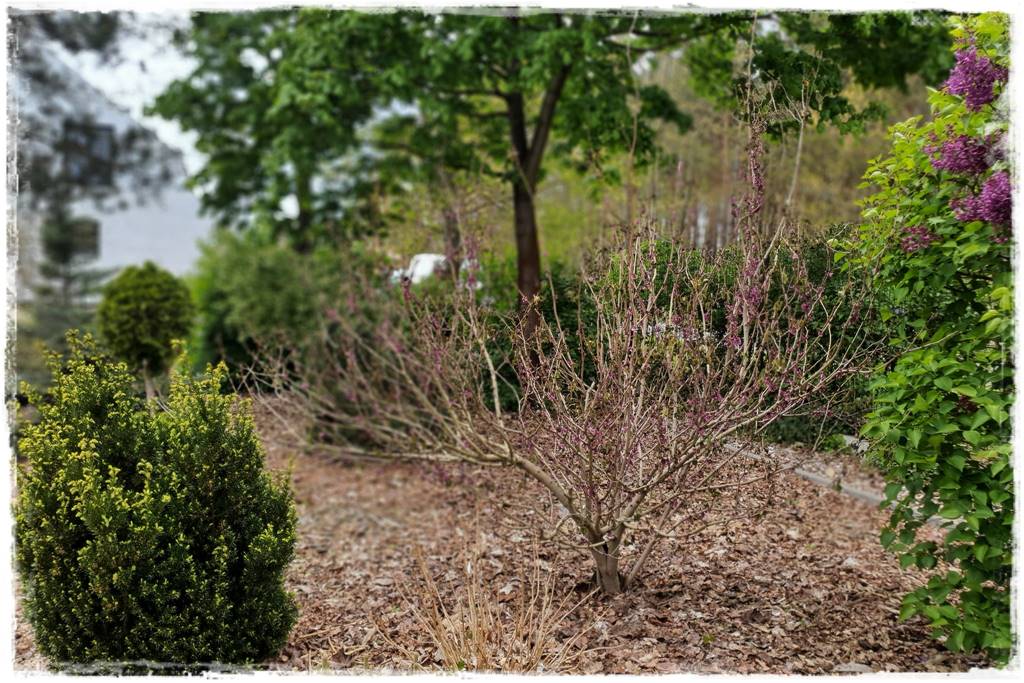 Jak pozbyć się mrówek 1