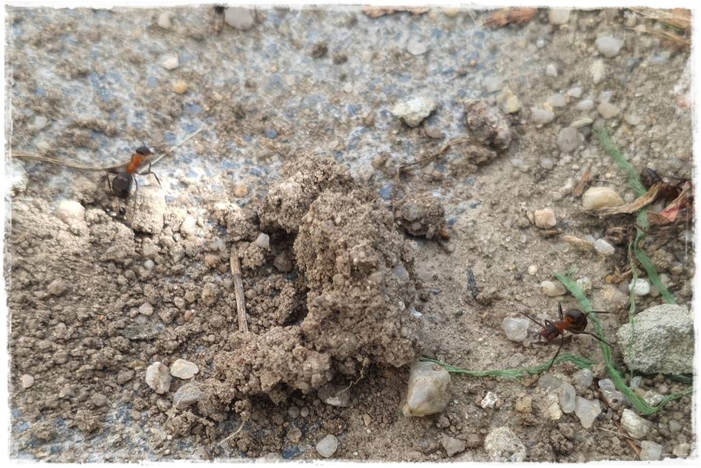 Jak pozbyć się mrówek 10