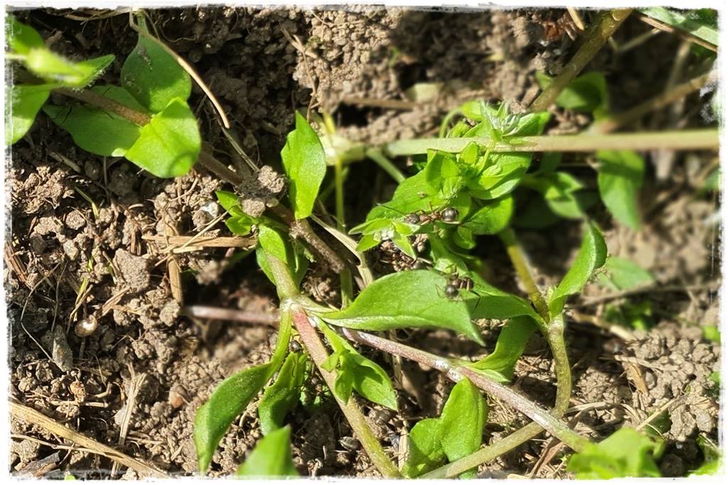 Jak pozbyć się mrówek 11