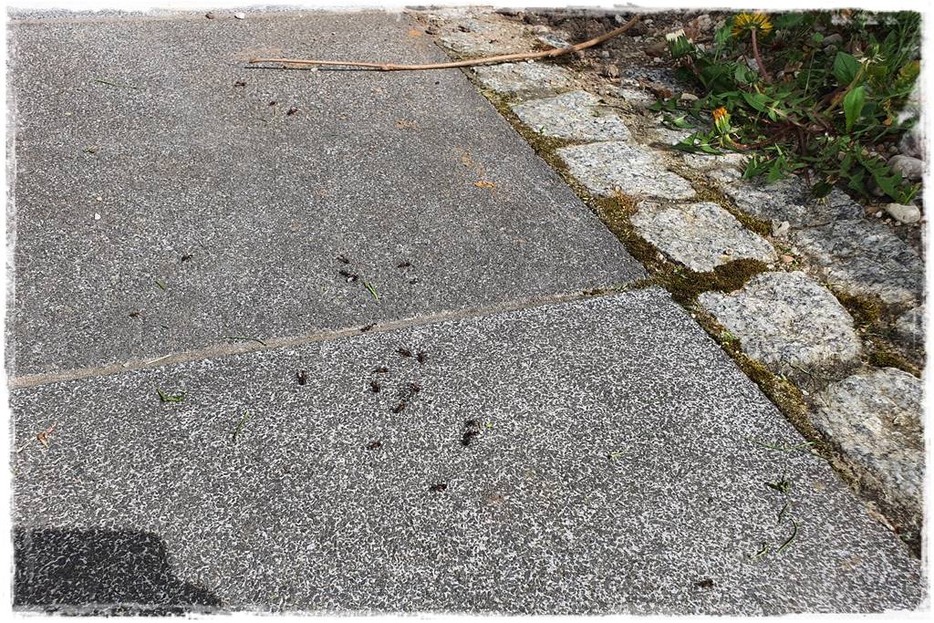 Jak pozbyć się mrówek 13