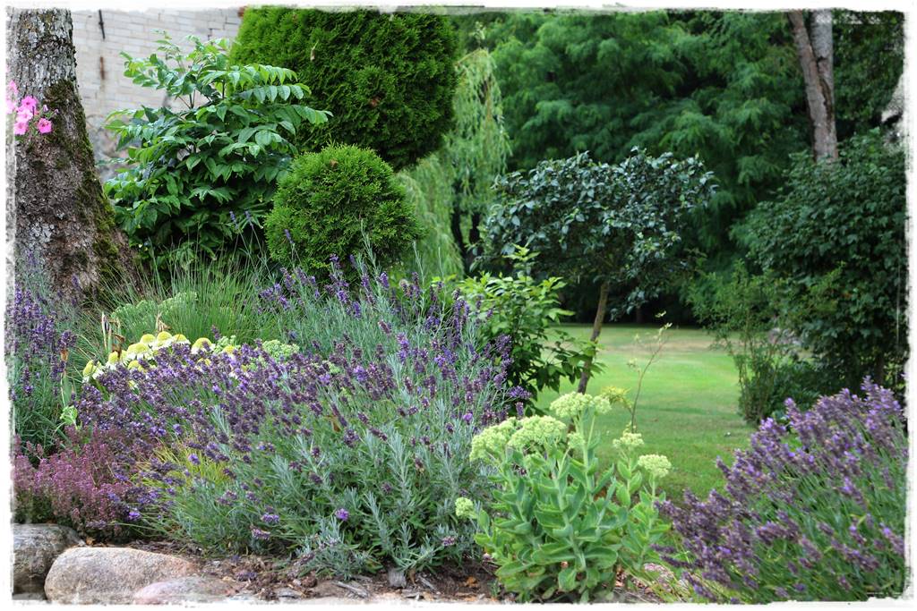 Jak pozbyć się mrówek 16