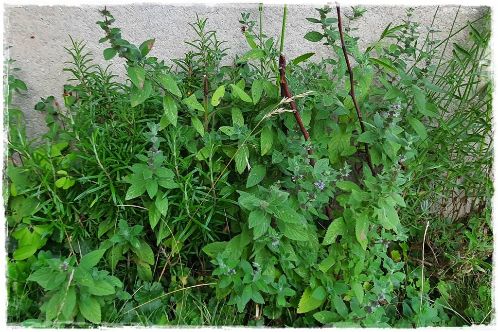 Jak pozbyć się mrówek 18