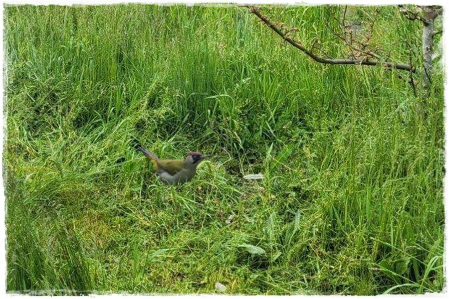 Jak pozbyć się mrówek 21